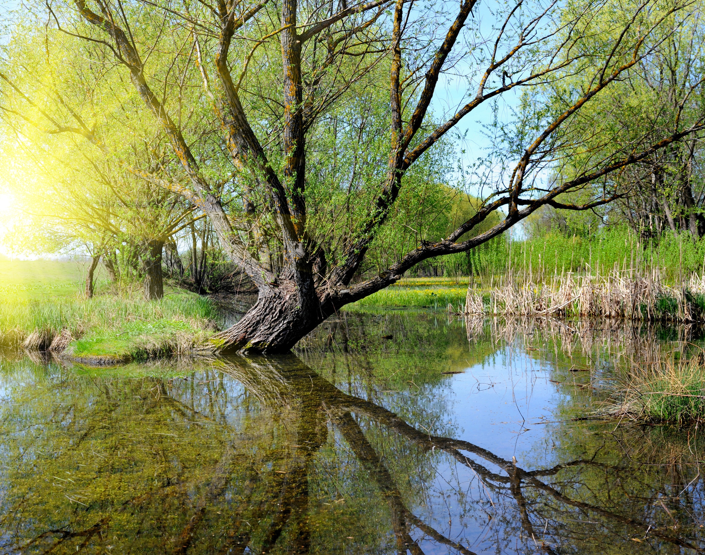Ingredient: Willow bark extract